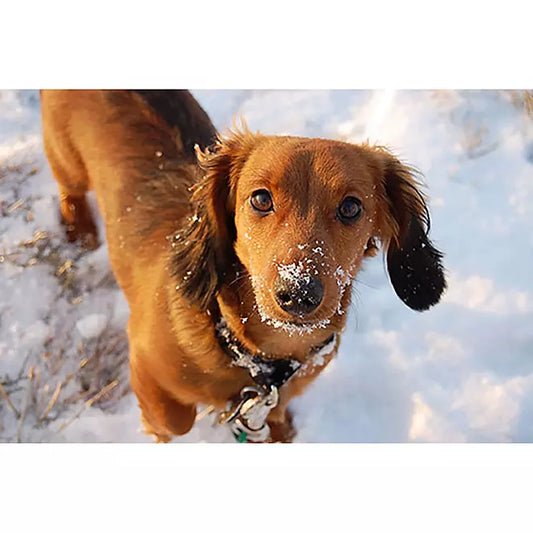 Road Runner Pet Friendly Ice Melt